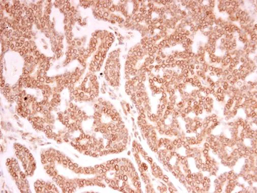 Immunohistochemistry (Formalin/PFA-fixed paraffin-embedded sections) - Anti-Lamin A + Lamin C antibody (AB227176)