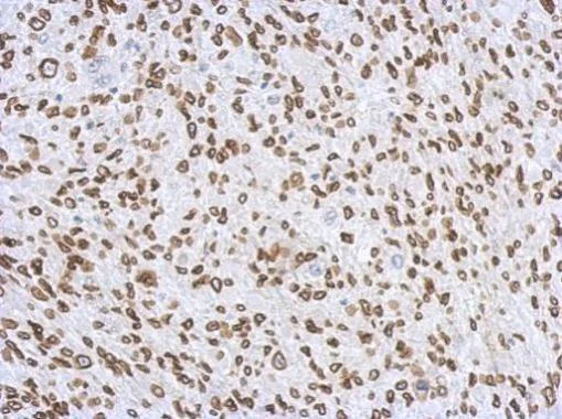 Immunohistochemistry (Formalin/PFA-fixed paraffin-embedded sections) - Anti-Lamin A + Lamin C antibody (AB227176)