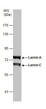 Western blot - Anti-Lamin A + Lamin C antibody (AB227176)