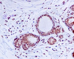 Immunohistochemistry (Formalin/PFA-fixed paraffin-embedded sections) - Anti-Lamin A + Lamin C antibody [EP4520-16] (AB133256), expandable thumbnail