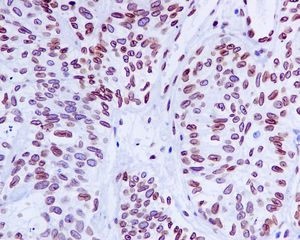 Immunohistochemistry (Formalin/PFA-fixed paraffin-embedded sections) - Anti-Lamin A + Lamin C antibody [EP4520-16] (AB133256), expandable thumbnail