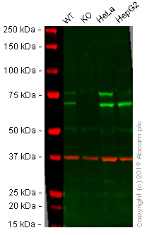 Western blot - Anti-Lamin A + Lamin C antibody [EP4520-16] (AB133256), expandable thumbnail