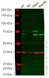 Western blot - Anti-Lamin A + Lamin C antibody [EP4520-16] (AB133256)