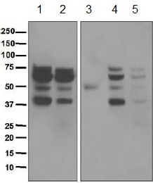 Western blot - Anti-Lamin A + Lamin C antibody [EP4520-16] (AB133256), expandable thumbnail