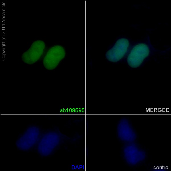 Immunocytochemistry/ Immunofluorescence - Anti-Lamin A + Lamin C antibody [EPR4100] - BSA and Azide free (AB216074), expandable thumbnail