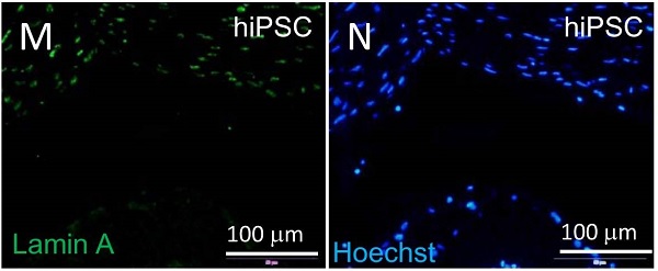 Immunocytochemistry/ Immunofluorescence - Anti-Lamin A + Lamin C antibody [EPR4100] - BSA and Azide free (AB216074), expandable thumbnail