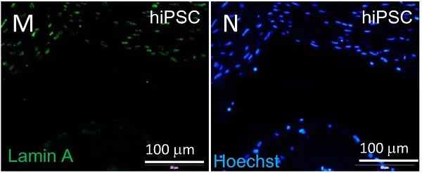 Immunocytochemistry/ Immunofluorescence - Anti-Lamin A + Lamin C antibody [EPR4100] - BSA and Azide free (AB216074)
