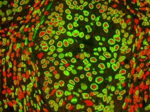 Immunohistochemistry (Formalin/PFA-fixed paraffin-embedded sections) - Anti-Lamin A + Lamin C antibody [EPR4100] - BSA and Azide free (ab216074), expandable thumbnail