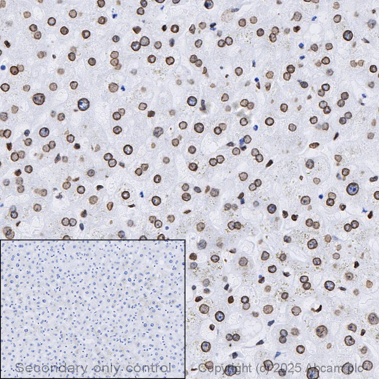 Immunohistochemistry (Formalin/PFA-fixed paraffin-embedded sections) - Anti-Lamin A + Lamin C antibody [EPR4100] - BSA and Azide free (AB216074)