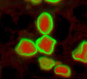 Immunohistochemistry (Formalin/PFA-fixed paraffin-embedded sections) - Anti-Lamin A + Lamin C antibody [EPR4100] - BSA and Azide free (ab216074), expandable thumbnail