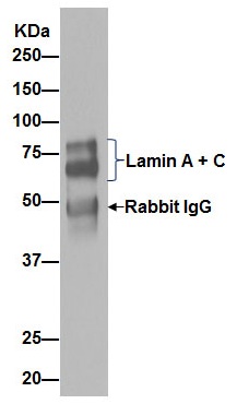 Immunoprecipitation - Anti-Lamin A + Lamin C antibody [EPR4100] - BSA and Azide free (ab216074), expandable thumbnail