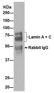 Immunoprecipitation - Anti-Lamin A + Lamin C antibody [EPR4100] - BSA and Azide free (AB216074)