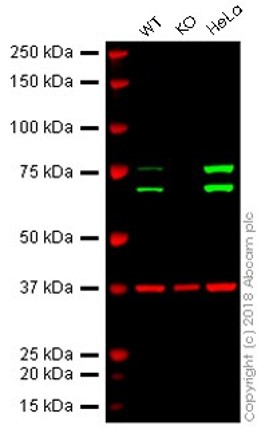 Western blot - Anti-Lamin A + Lamin C antibody [EPR4100] - BSA and Azide free (AB216074), expandable thumbnail