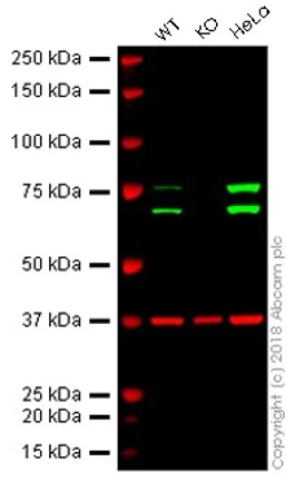Western blot - Anti-Lamin A + Lamin C antibody [EPR4100] - BSA and Azide free (AB216074)