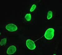 Immunocytochemistry/ Immunofluorescence - Anti-Lamin A + Lamin C antibody [EPR4100] - Nuclear Envelope Marker (AB108595)