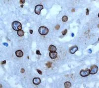 Immunohistochemistry (Formalin/PFA-fixed paraffin-embedded sections) - Anti-Lamin A + Lamin C antibody [EPR4100] - Nuclear Envelope Marker (AB108595)