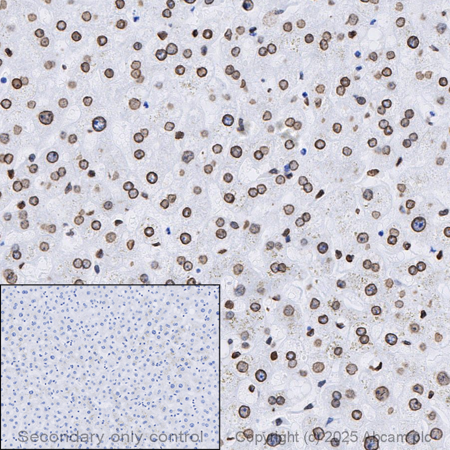 Anti-Lamin A + Lamin C 抗体 [EPR4100] - Nuclear Envelope Marker