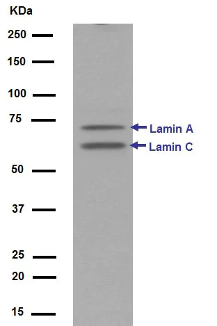 Western blot - Anti-Lamin A + Lamin C antibody [EPR4100] - Nuclear Envelope Marker (AB108595)