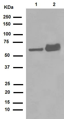 Western blot - Anti-Lamin A + Lamin C antibody [EPR4100] - Nuclear Envelope Marker (AB108595)