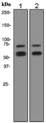 Western blot - Anti-Lamin A + Lamin C antibody [EPR4100] - Nuclear Envelope Marker (AB108595)