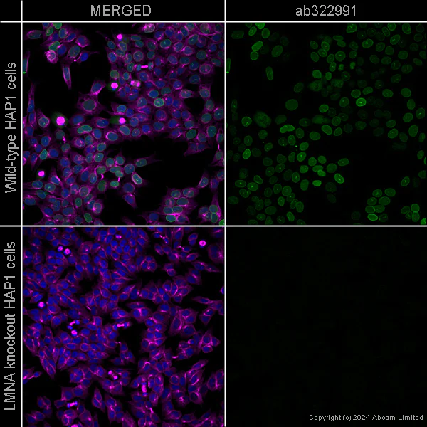 Immunocytochemistry/ Immunofluorescence - Anti-Lamin A + Lamin C antibody [EPR4100] - Nuclear Envelope Marker - Mouse IgG2a (Chimeric) (AB322991)