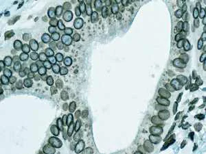 Immunohistochemistry (Formalin/PFA-fixed paraffin-embedded sections) - Anti-Lamin A + Lamin C antibody [EPR4519(2)] (AB169532)