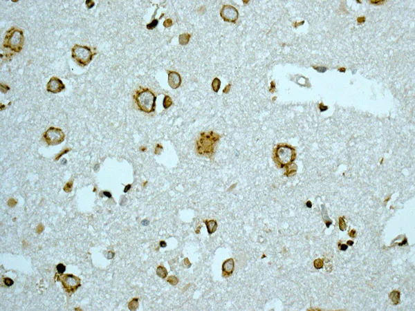 Immunohistochemistry (Formalin/PFA-fixed paraffin-embedded sections) - Anti-Lamin A + Lamin C antibody [EPR4519(2)] (AB169532)