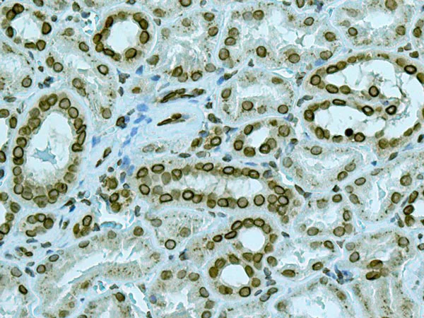 Immunohistochemistry (Formalin/PFA-fixed paraffin-embedded sections) - Anti-Lamin A + Lamin C antibody [EPR4519(2)] (AB169532)