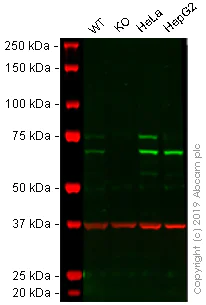 Western blot - Anti-Lamin A + Lamin C antibody [EPR4519(2)] (AB169532)
