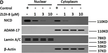 Western blot - Anti-Lamin A + Lamin C antibody [EPR4519(2)] (AB169532)