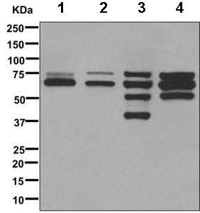 Western blot - Anti-Lamin A + Lamin C antibody [EPR4519(2)] (AB169532)