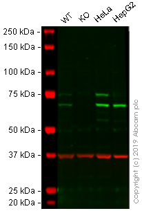 Western blot - Anti-Lamin A + Lamin C antibody [EPR4519(2)] - BSA and Azide free (AB249485), expandable thumbnail