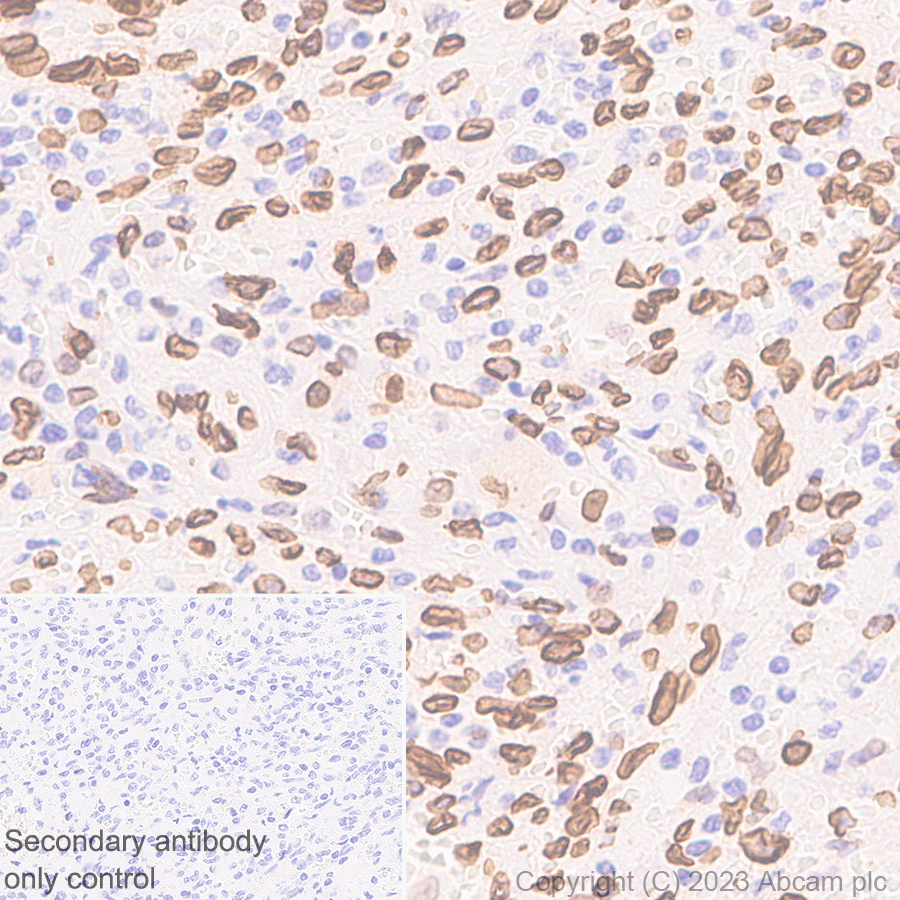 Immunohistochemistry (Formalin/PFA-fixed paraffin-embedded sections) - Anti-Lamin A + Lamin C antibody [RM1093] (AB315838), expandable thumbnail