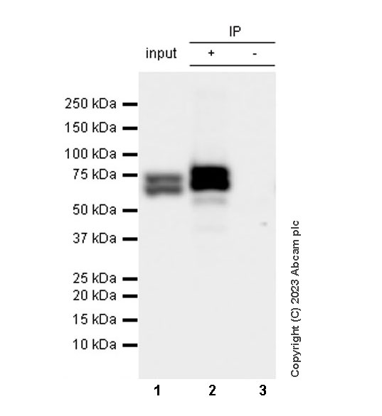 Immunoprecipitation - Anti-Lamin A + Lamin C antibody [RM1093] (AB315838), expandable thumbnail