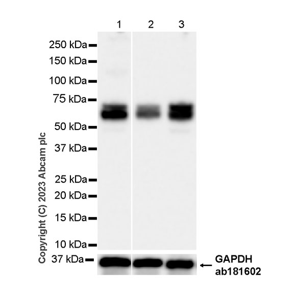 Western blot - Anti-Lamin A + Lamin C antibody [RM1093] (ab315838), expandable thumbnail