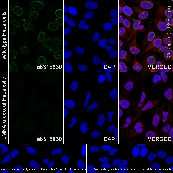 Immunocytochemistry/ Immunofluorescence - Anti-Lamin A + Lamin C antibody [RM1093] - BSA and Azide free (AB315839)