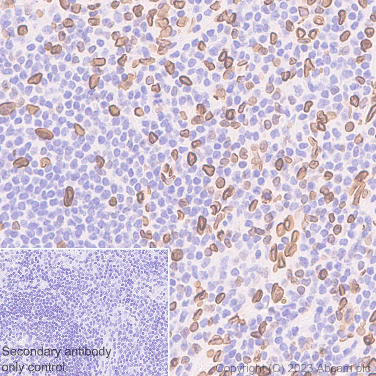 Immunohistochemistry (Formalin/PFA-fixed paraffin-embedded sections) - Anti-Lamin A + Lamin C antibody [RM1093] - BSA and Azide free (AB315839)
