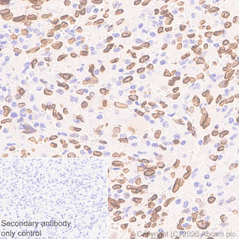 Immunohistochemistry (Formalin/PFA-fixed paraffin-embedded sections) - Anti-Lamin A + Lamin C antibody [RM1093] - BSA and Azide free (AB315839)