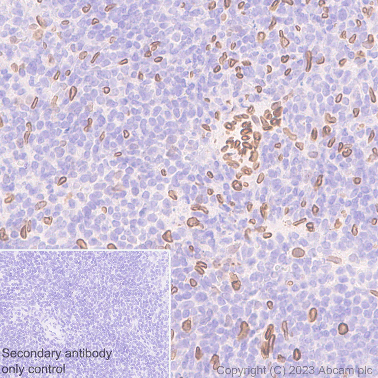 Immunohistochemistry (Formalin/PFA-fixed paraffin-embedded sections) - Anti-Lamin A + Lamin C antibody [RM1093] - BSA and Azide free (AB315839)