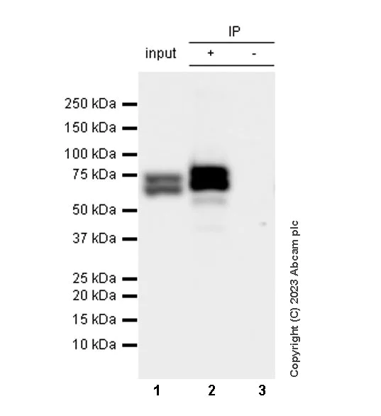 Immunoprecipitation - Anti-Lamin A + Lamin C antibody [RM1093] - BSA and Azide free (AB315839)