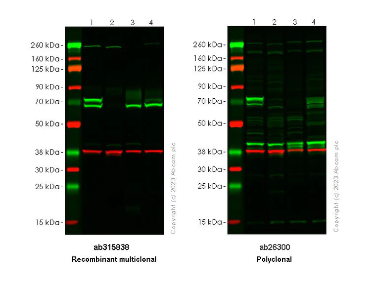 Western blot - Anti-Lamin A + Lamin C antibody [RM1093] - BSA and Azide free (AB315839)