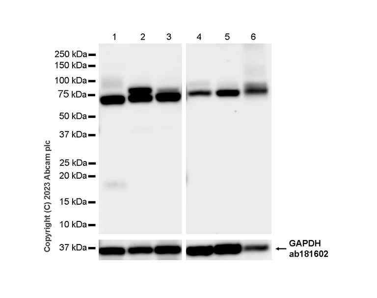 Western blot - Anti-Lamin A + Lamin C antibody [RM1093] - BSA and Azide free (AB315839)