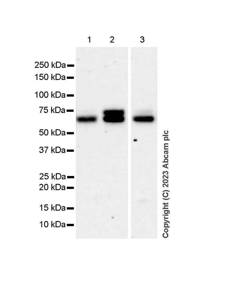 Western blot - Anti-Lamin A + Lamin C antibody [RM1093] - BSA and Azide free (AB315839)