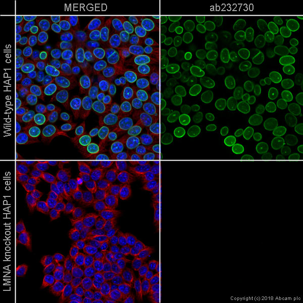 Immunocytochemistry/ Immunofluorescence - Anti-Lamin A + Lamin C antibody [WL4G10] - BSA and Azide free (AB269575)