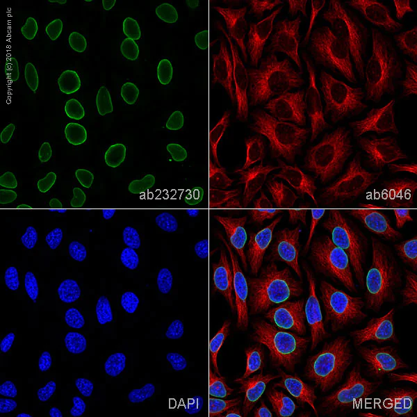 Immunocytochemistry/ Immunofluorescence - Anti-Lamin A + Lamin C antibody [WL4G10] - BSA and Azide free (AB269575)