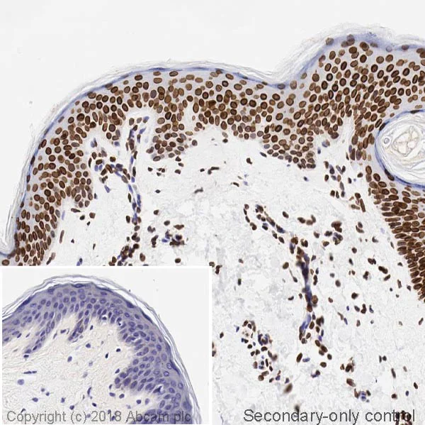 Immunohistochemistry (Formalin/PFA-fixed paraffin-embedded sections) - Anti-Lamin A + Lamin C antibody [WL4G10] - BSA and Azide free (AB269575)