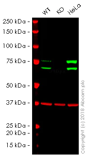 Western blot - Anti-Lamin A + Lamin C antibody [WL4G10] - BSA and Azide free (AB269575)
