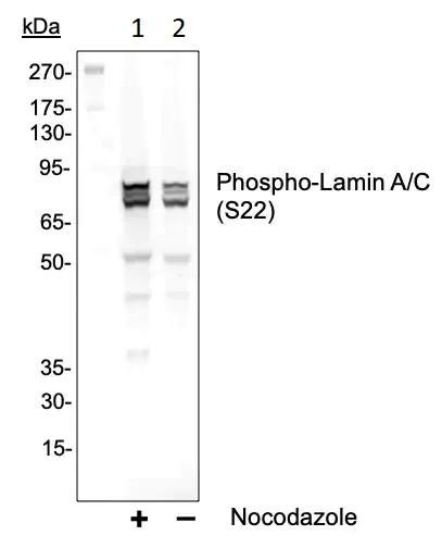 Western blot - Anti-Lamin A + Lamin C (phospho S22) antibody [LaminACS22-CF12] (AB278643)