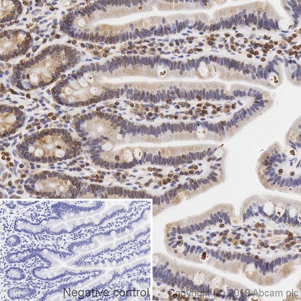 Immunohistochemistry (Formalin/PFA-fixed paraffin-embedded sections) - Anti-Lamin B Receptor/LBR antibody [BBmLBR 12.F8] - BSA and Azide free (AB269576), expandable thumbnail