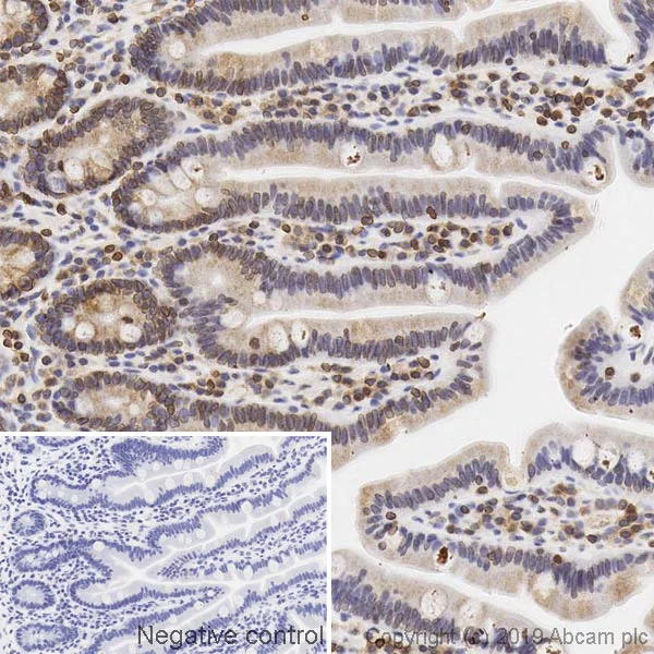 Immunohistochemistry (Formalin/PFA-fixed paraffin-embedded sections) - Anti-Lamin B Receptor/LBR antibody [BBmLBR 12.F8] - BSA and Azide free (AB269576)